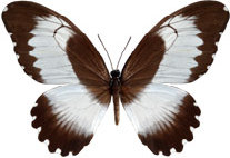 schmetterling033064.jpg