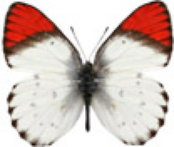schmetterling033065.jpg