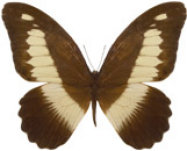 schmetterling033067.jpg
