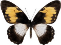 schmetterling033068.jpg