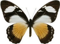 schmetterling033069.jpg