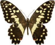 schmetterling033070.jpg