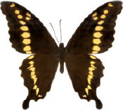 schmetterling033071.jpg