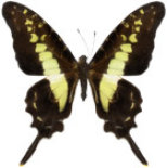 schmetterling033072.jpg