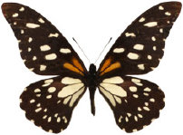schmetterling033073.jpg