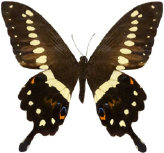 schmetterling033074.jpg