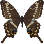 schmetterling033075.jpg