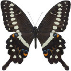 schmetterling033076.jpg