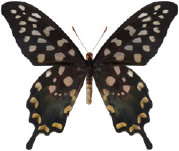 schmetterling033077.jpg