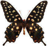 schmetterling033078.jpg