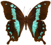 schmetterling033079.jpg