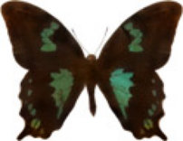 schmetterling033080.jpg