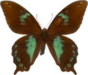 schmetterling033081.jpg