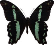 schmetterling033082.jpg