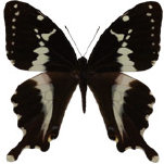 schmetterling033083.jpg