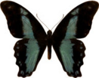 schmetterling033084.jpg