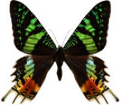 schmetterling033085.jpg