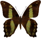 schmetterling033086.jpg