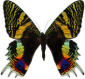 schmetterling033087.jpg