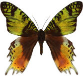schmetterling033088.jpg