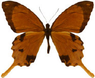 schmetterling033091.jpg