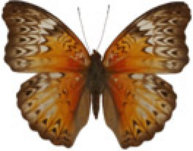 schmetterling033092.jpg