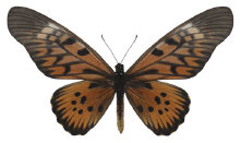schmetterling033093.jpg