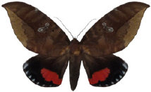 schmetterling033094.jpg
