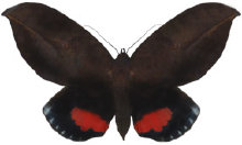 schmetterling033095.jpg