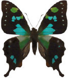 schmetterling033096.jpg