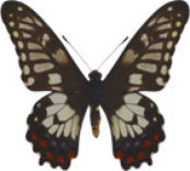 schmetterling033097.jpg