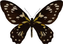 schmetterling033098.jpg