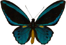 schmetterling033099.jpg