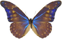 schmetterling0340100.jpg