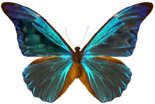 schmetterling0340101.jpg