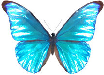 schmetterling0340102.jpg