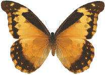 schmetterling0340103.jpg