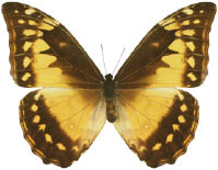 schmetterling0340104.jpg