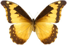 schmetterling0340105.jpg