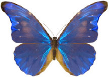 schmetterling0340106.jpg