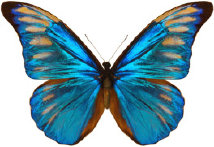 schmetterling0340107.jpg