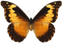 schmetterling0340108.jpg