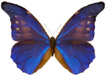 schmetterling0340109.jpg