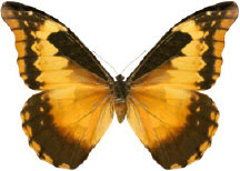 schmetterling0340110.jpg
