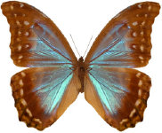 schmetterling0340111.jpg