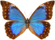 schmetterling0340112.jpg
