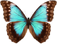 schmetterling0340113.jpg