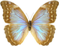 schmetterling0340114.jpg