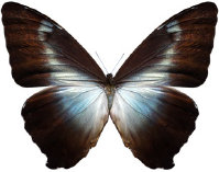 schmetterling0340115.jpg