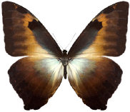 schmetterling0340116.jpg